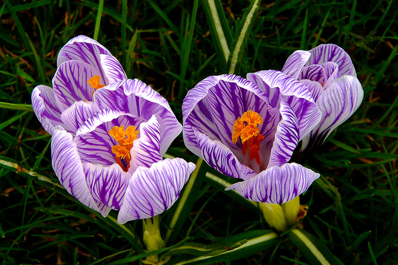 photo "Beauty of Spring / Весна красоты" tags: nature, macro and close-up, flowers