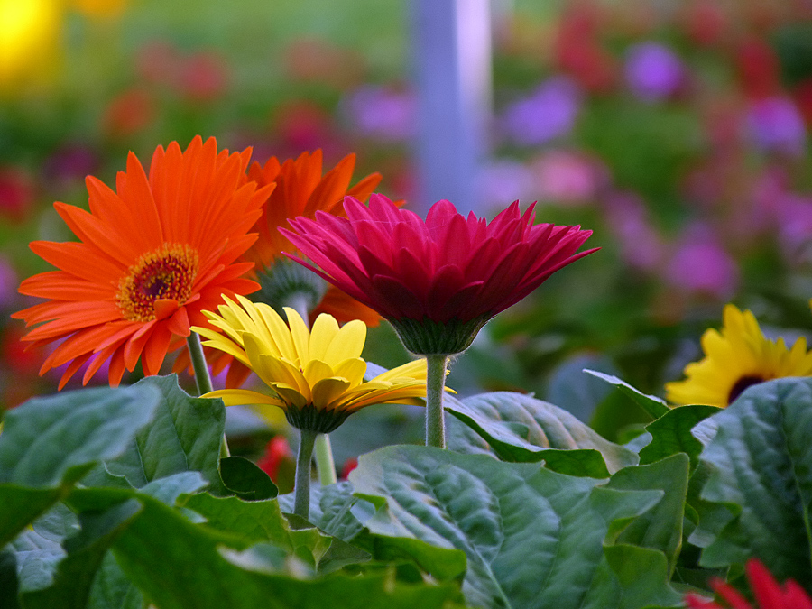 photo "***" tags: nature, flowers