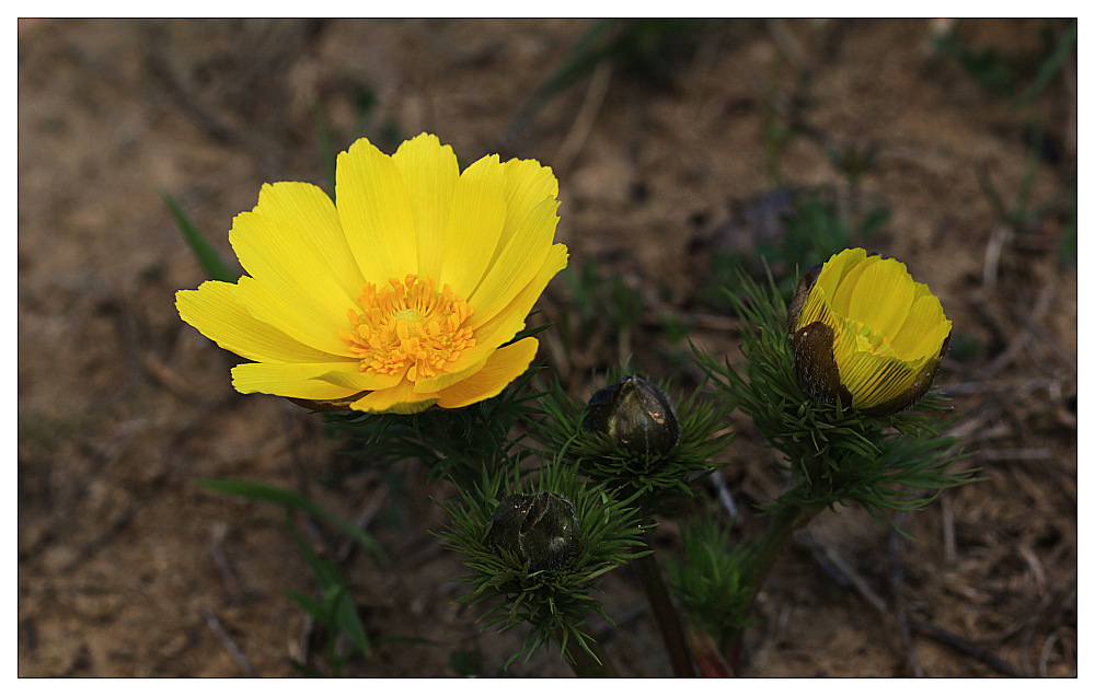 photo "adonis" tags: nature, flowers