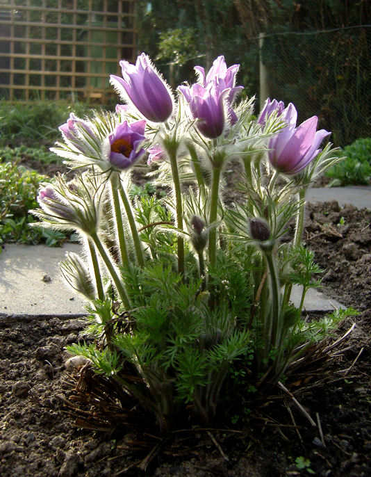 photo "Pulsatilla Optima" tags: nature, flowers