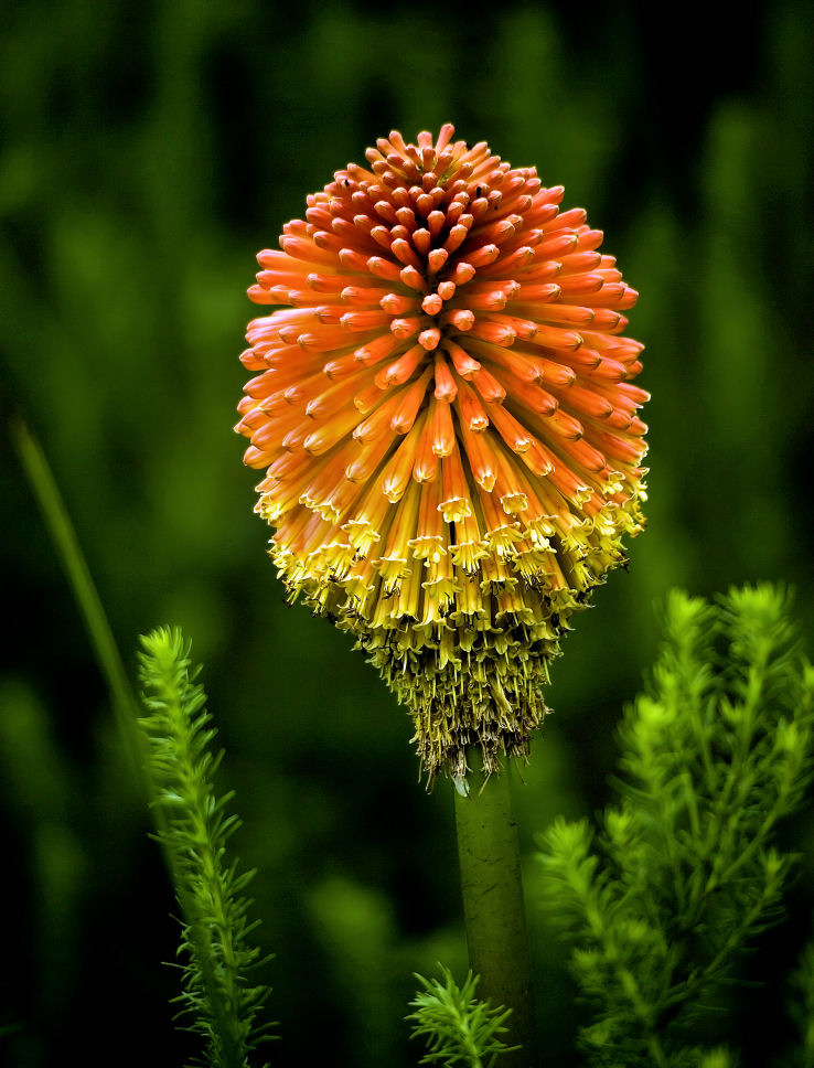 photo "***" tags: nature, flowers