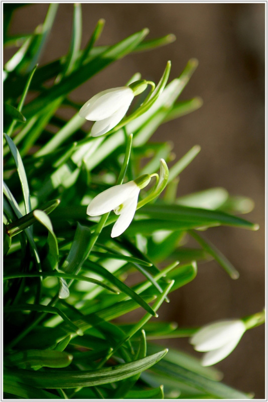 photo "***" tags: nature, flowers