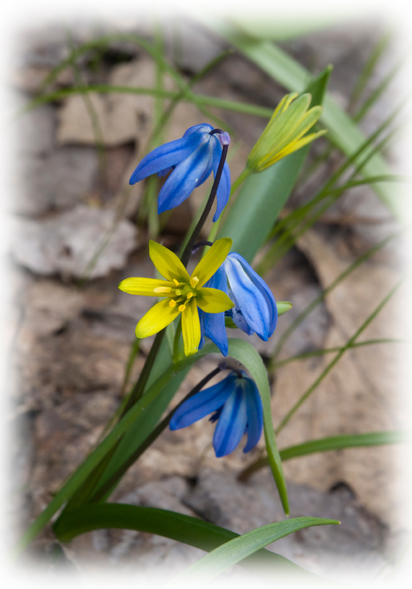 photo "***" tags: nature, macro and close-up, flowers