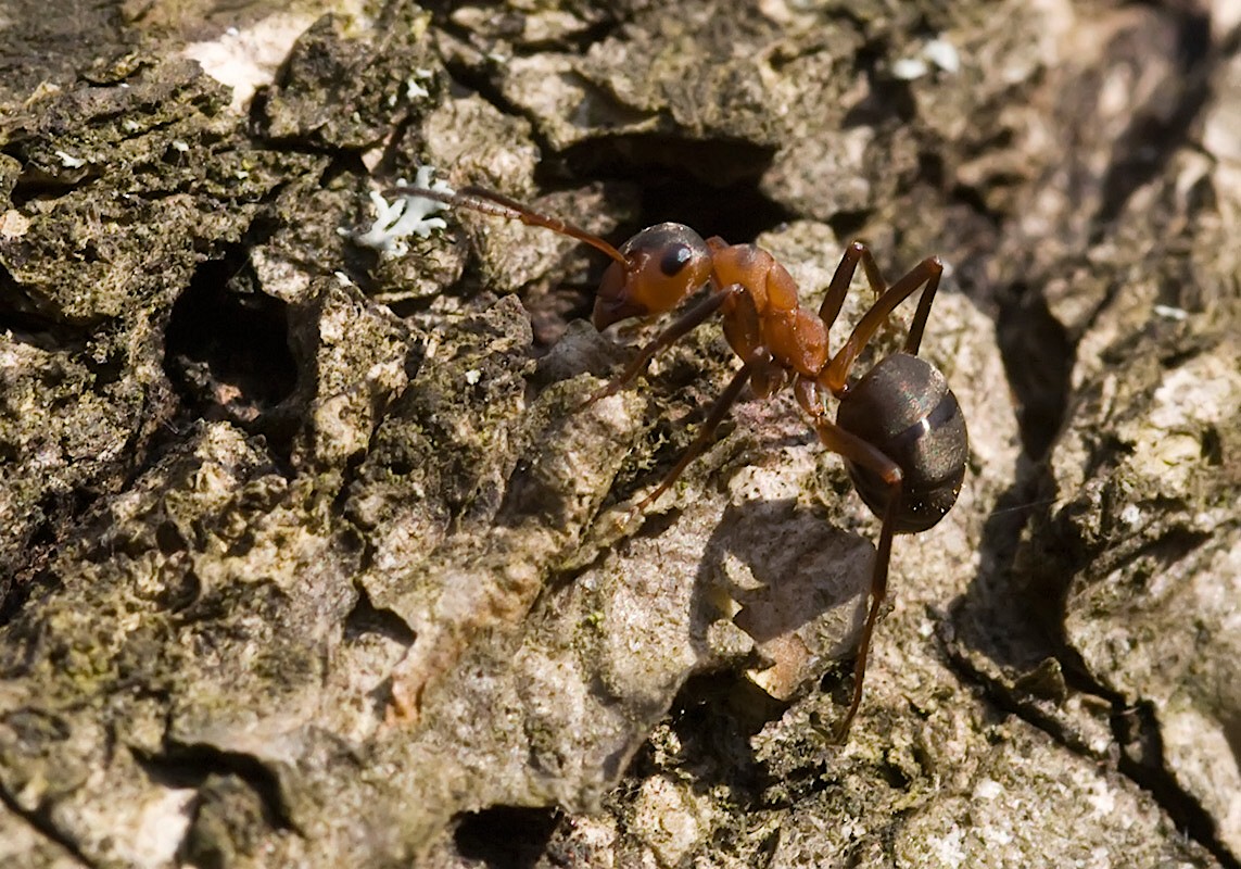 photo "***" tags: nature, macro and close-up, insect