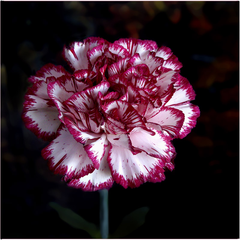 photo "Pink on dark" tags: nature, flowers