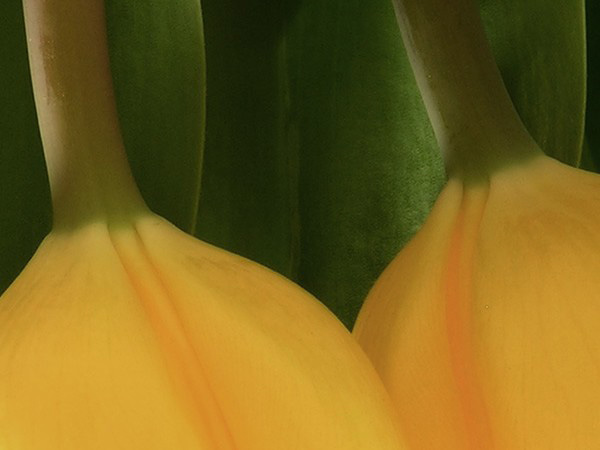photo "Primavera" tags: nature, flowers