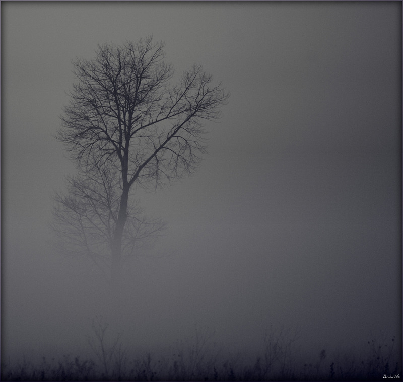 photo "Fog,tree and silence" tags: black&white, 