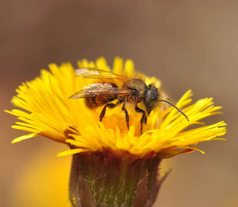 photo "***" tags: macro and close-up, nature, insect