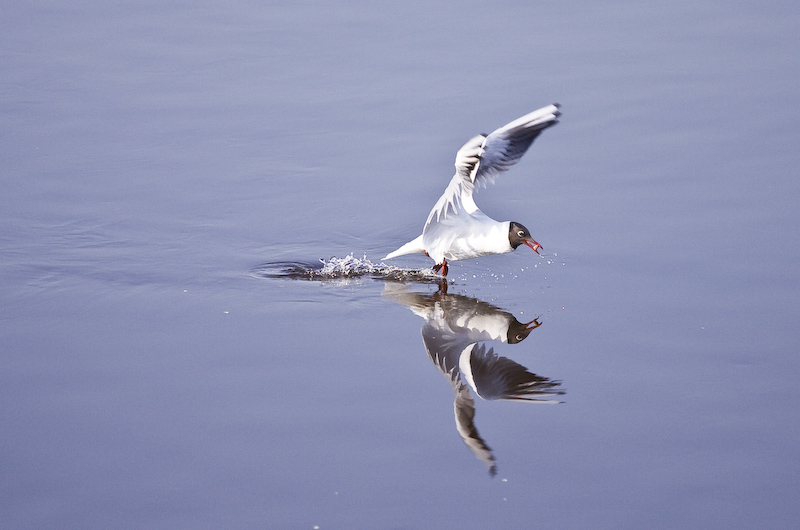 photo "***" tags: nature, wild animals