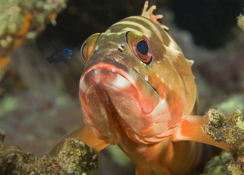 photo "Confidential conversation" tags: underwater, 