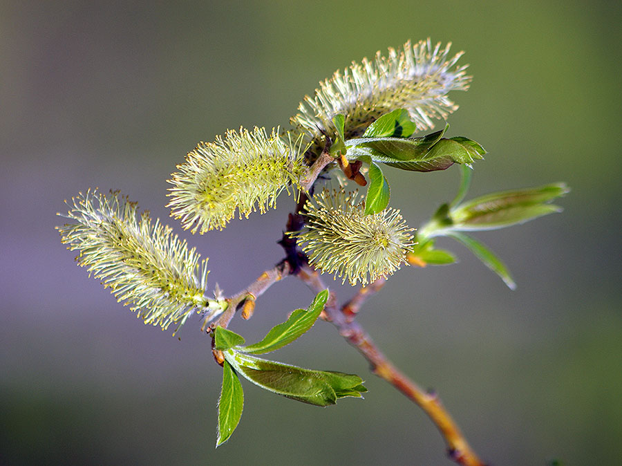 photo "***" tags: nature, flowers