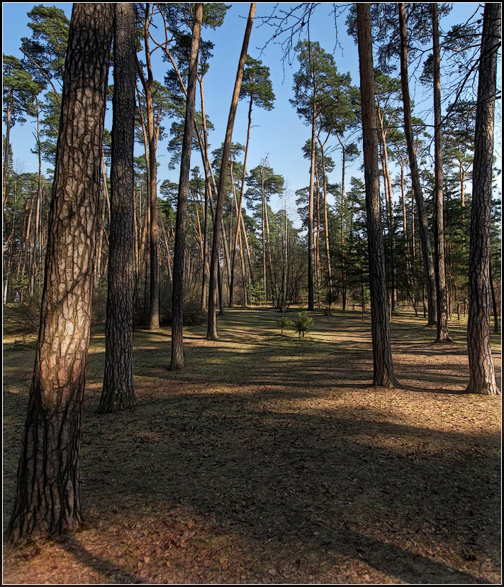 photo "Sunny Spring" tags: landscape, forest, spring