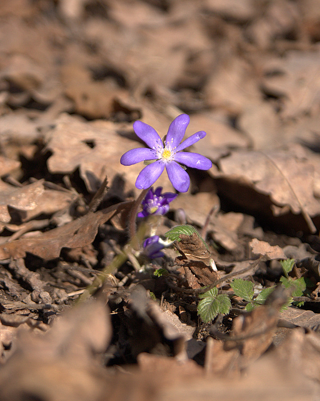 photo "***" tags: nature, flowers