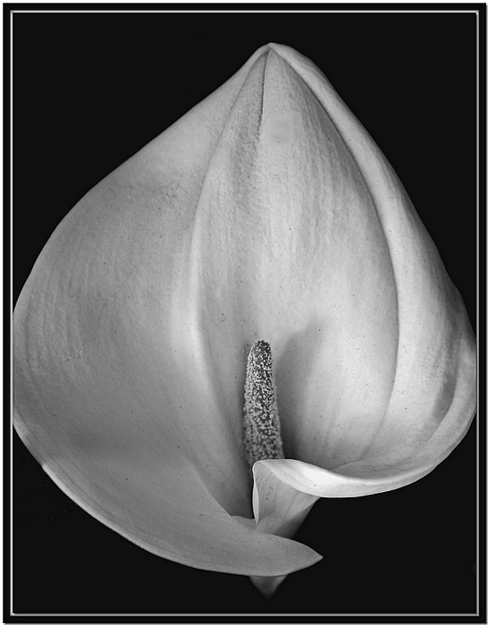 photo "***" tags: nature, black&white, flowers