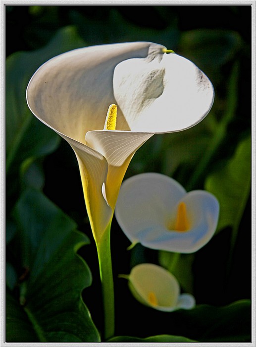 photo "Calla Three" tags: landscape, nature, flowers, spring