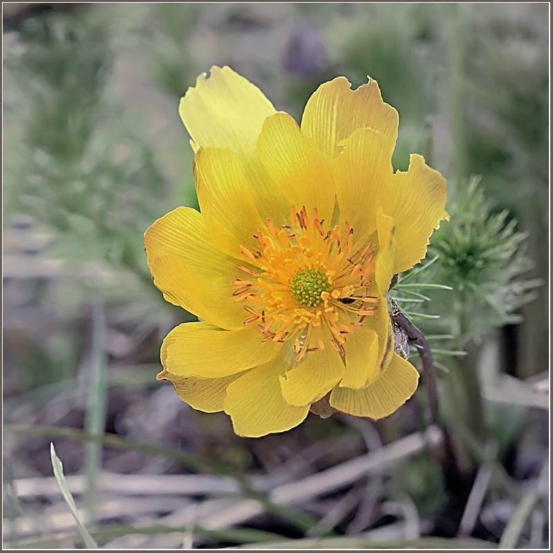 фото "Горицвет" метки: природа, макро и крупный план, цветы