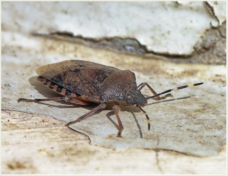 фото "Весенняя прогулка "итальянца"" метки: природа, макро и крупный план, насекомое