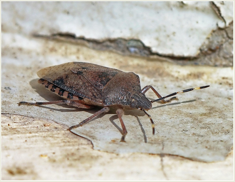 photo "***" tags: nature, macro and close-up, insect