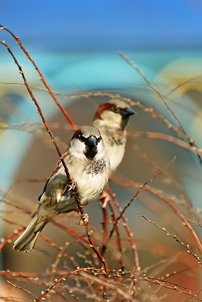 photo "***" tags: nature, wild animals