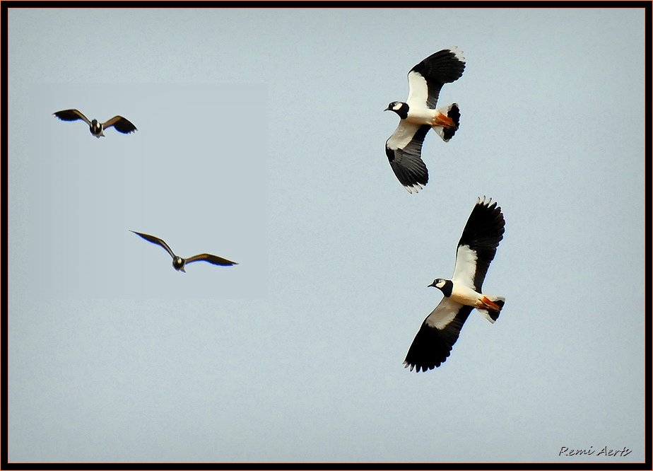 photo "birds" tags: landscape, nature, spring, wild animals