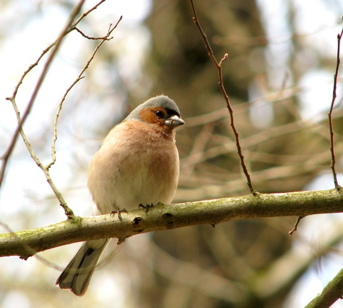 photo "***" tags: nature, wild animals