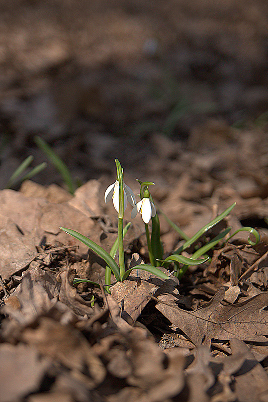 photo "***" tags: nature, flowers