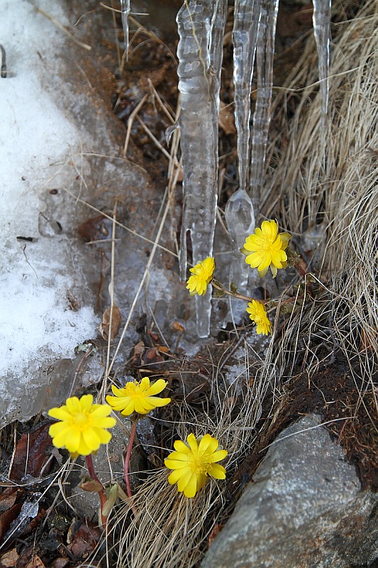 photo "***" tags: landscape, spring