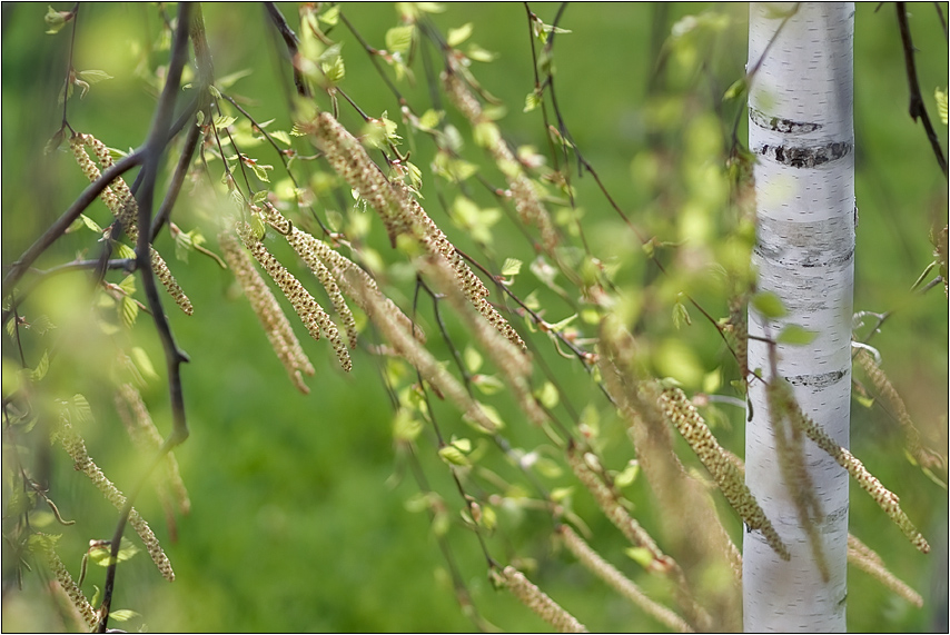 photo "***" tags: landscape, nature, flowers, spring