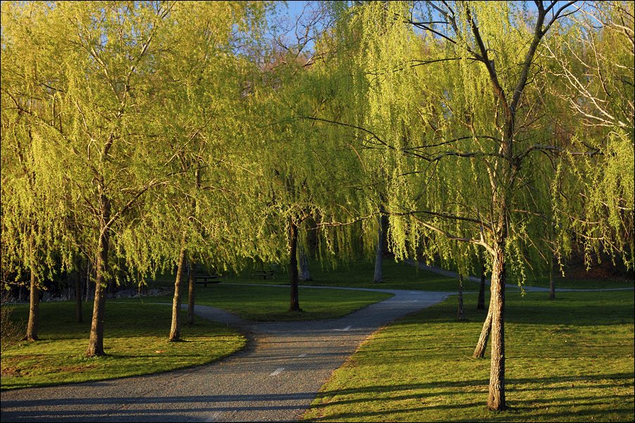 photo "spring paths" tags: landscape, spring