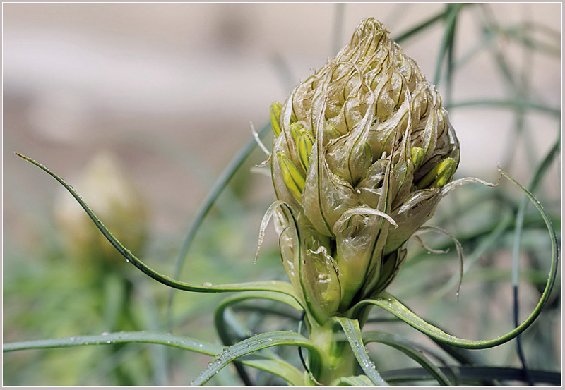 photo "Teremok (Asfodelina)" tags: nature, macro and close-up, flowers