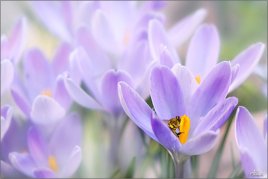 photo "***" tags: nature, landscape, flowers, spring