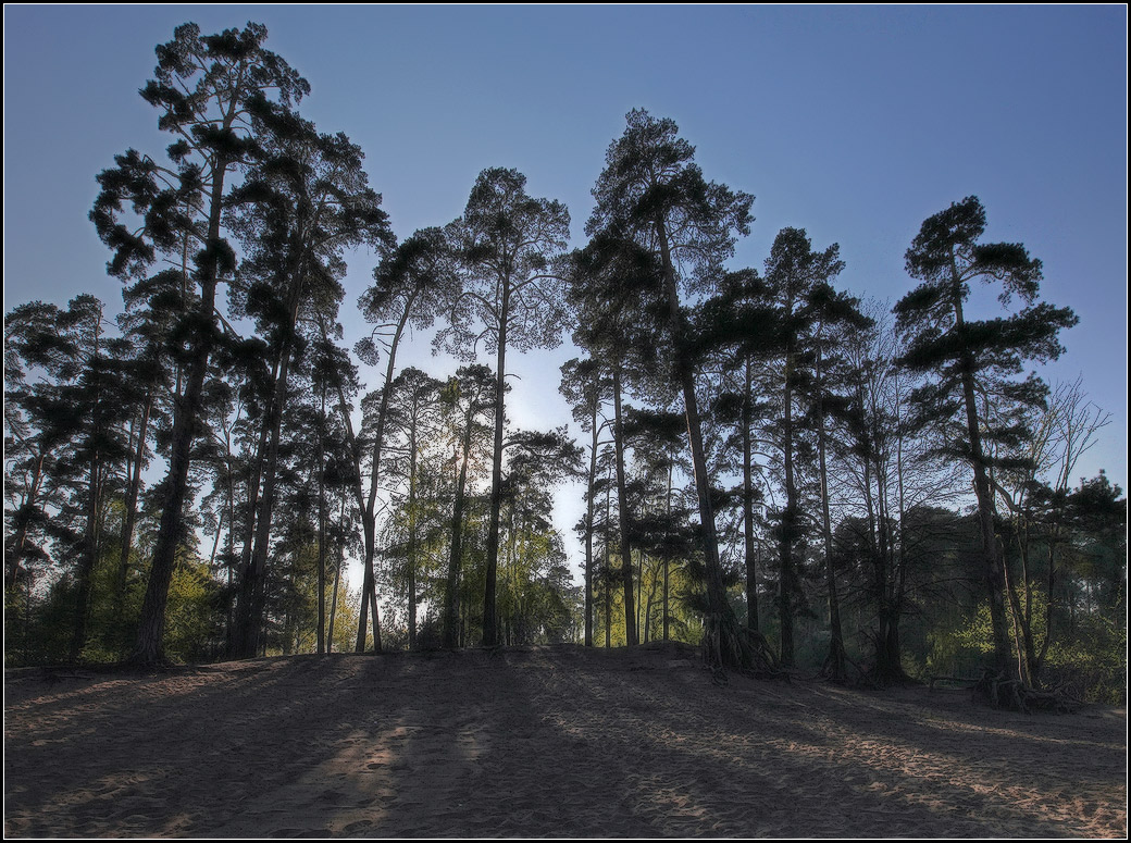 photo "spring morning" tags: landscape, forest, spring