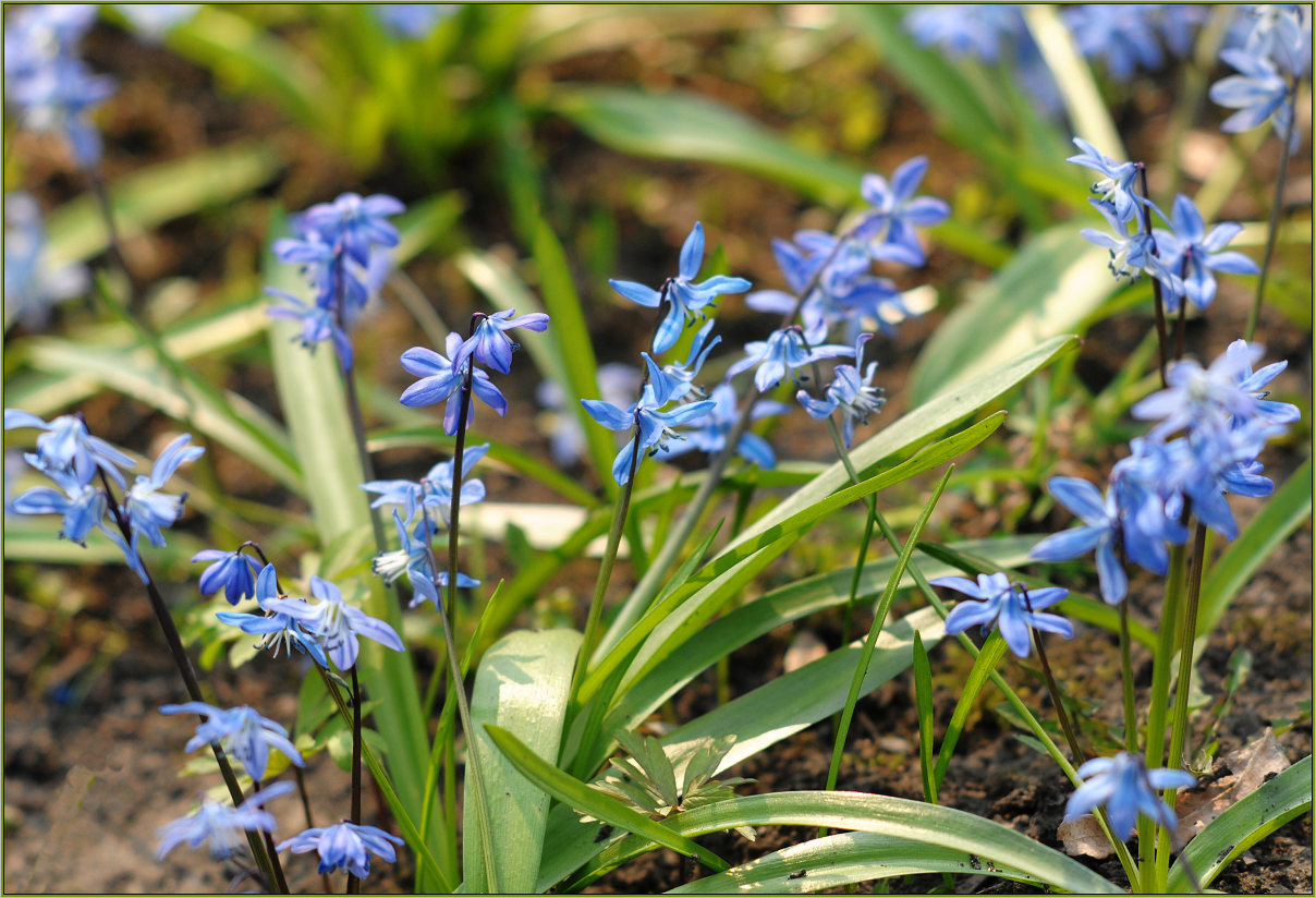 фото "апрельская" метки: природа, цветы