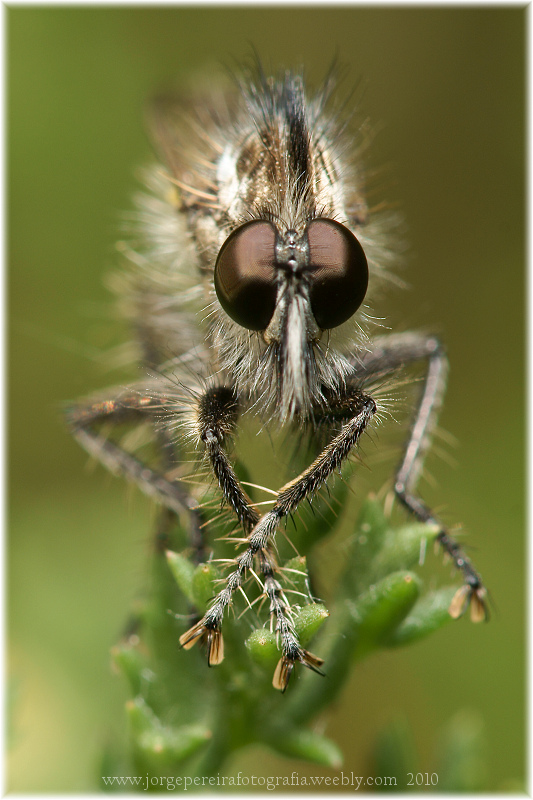 photo "Beards" tags: macro and close-up, nature, insect