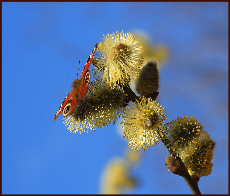 photo "***" tags: nature, insect