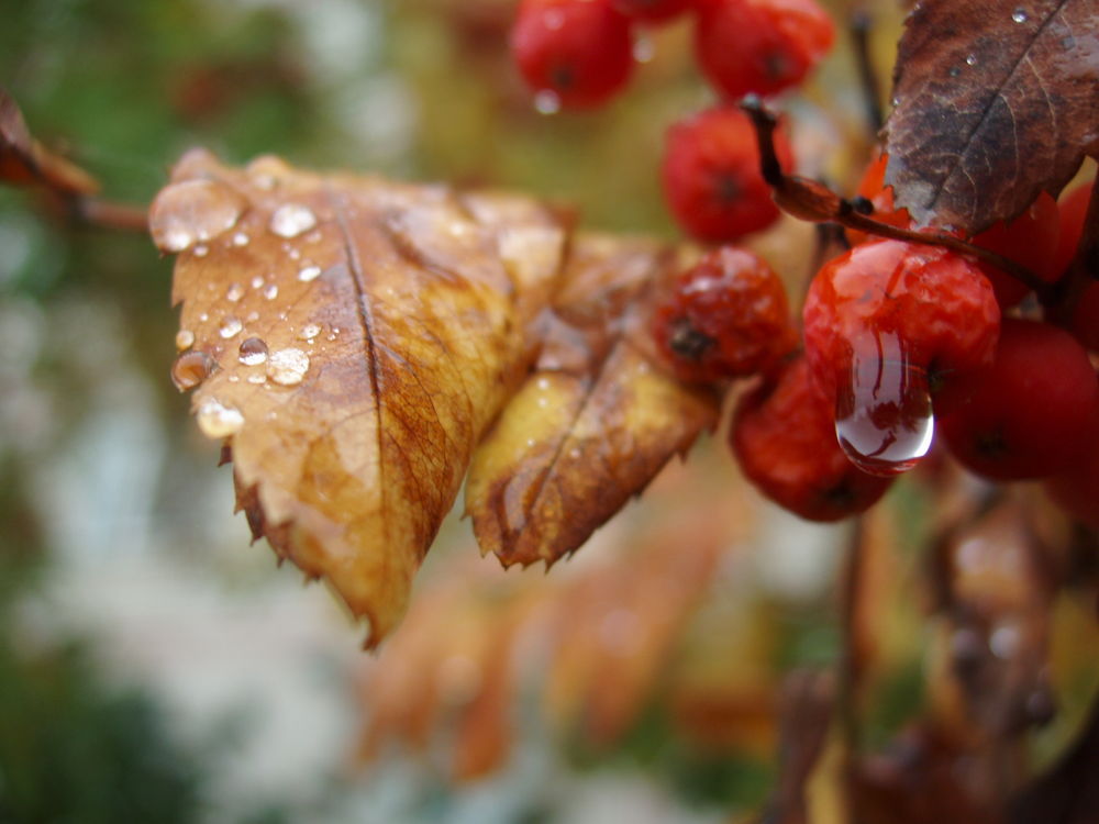 photo "осень,осенние слёзы" tags: landscape, macro and close-up, autumn