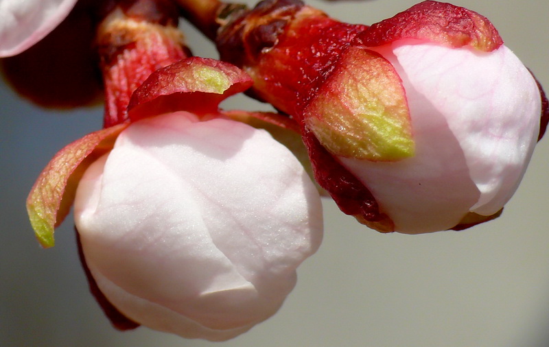 photo "Pink Snowballs" tags: travel, nature, Europe, flowers