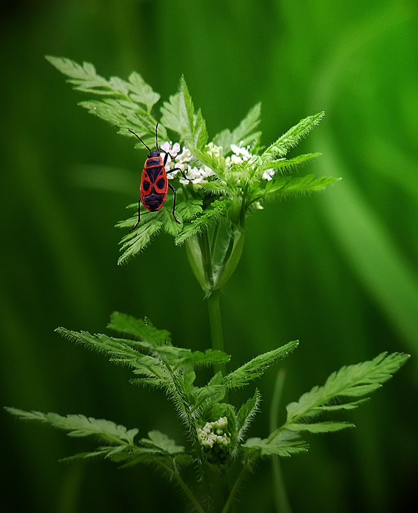 фото "Pirrhocoris apterus" метки: природа, цветы