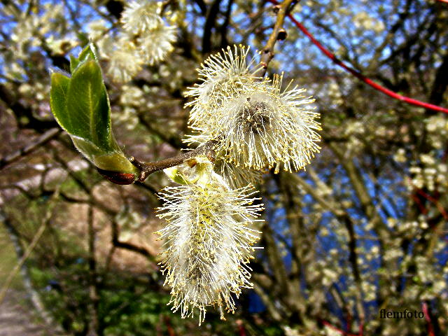 фото "Spring time." метки: природа, цветы