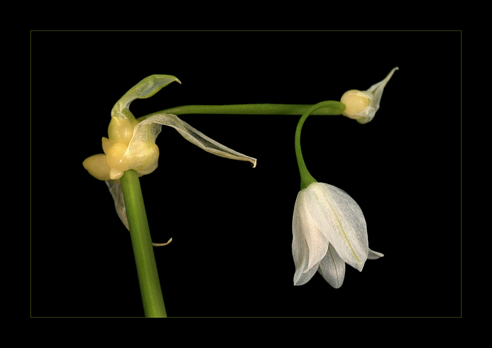 photo "Allium" tags: nature, flowers