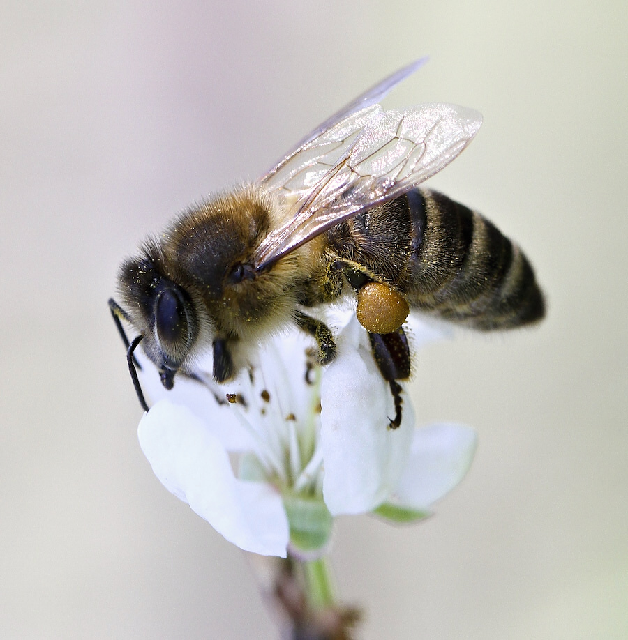 photo "***" tags: nature, insect