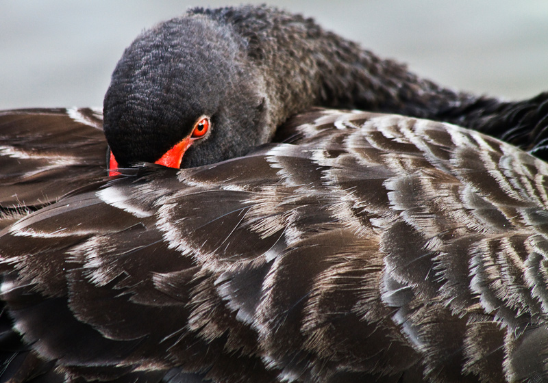 photo "Cisney Observes" tags: nature, wild animals