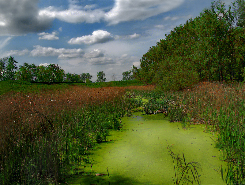 photo "Scenic marsh." tags: landscape, clouds, summer
