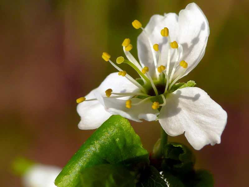 фото "Little White 2" метки: путешествия, природа, Европа, цветы