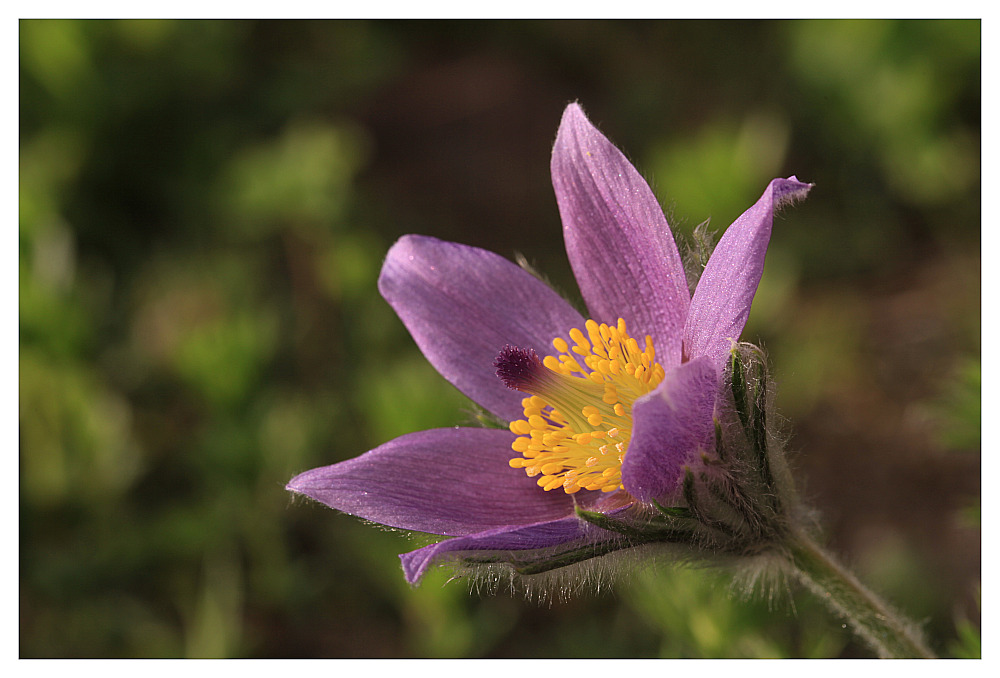 photo "Pulsatilla vulgaris" tags: nature, flowers