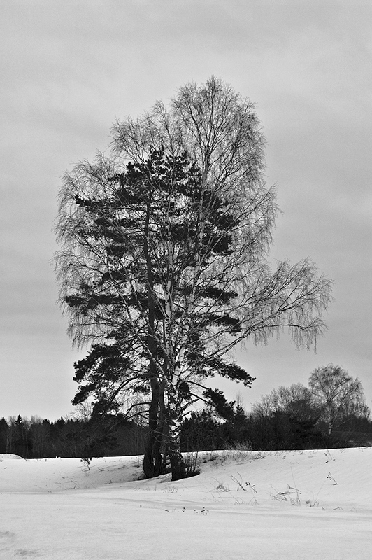 photo "***" tags: black&white, landscape, 