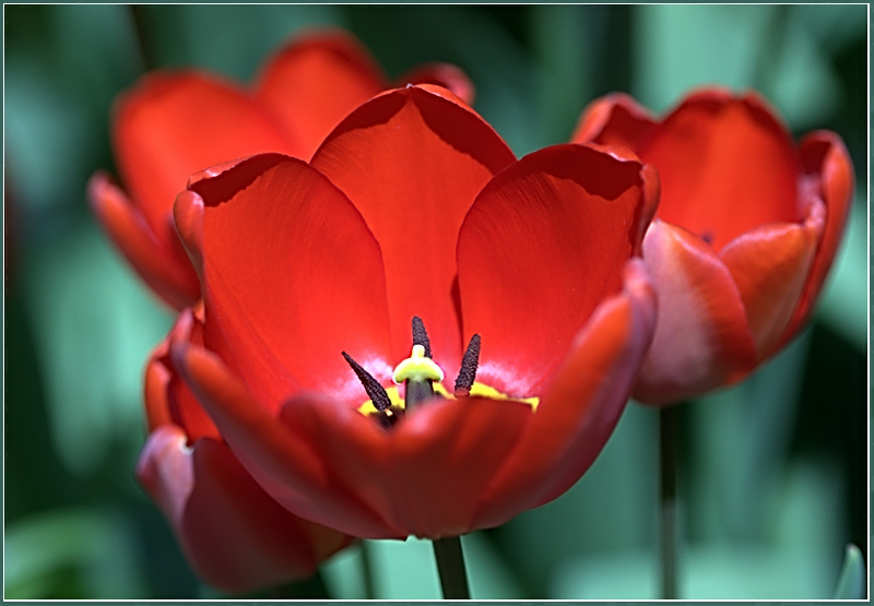 photo "***" tags: nature, macro and close-up, flowers