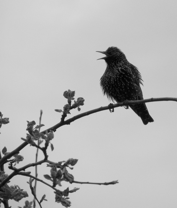 photo "***" tags: black&white, nature, 