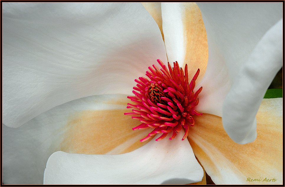 photo "look insite" tags: nature, macro and close-up, flowers