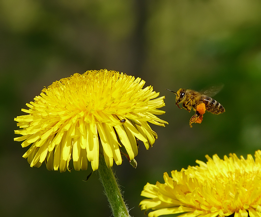 photo "***" tags: nature, flowers, insect